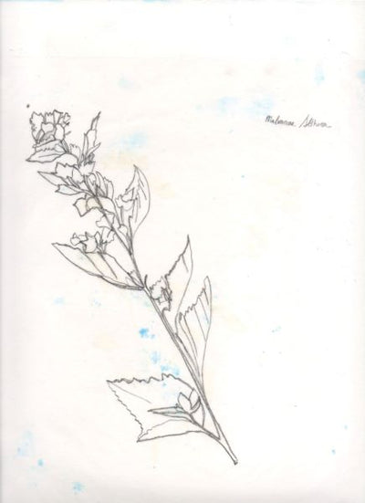 Laura F Gibellini