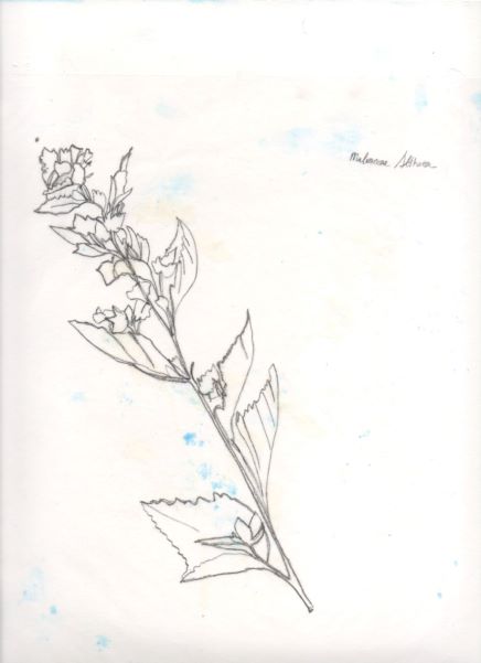 Laura F Gibellini